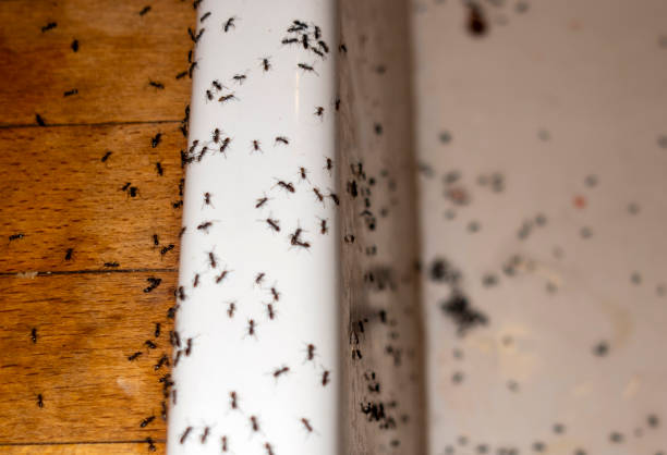 Best Flea Control Services  in Dyer, IN