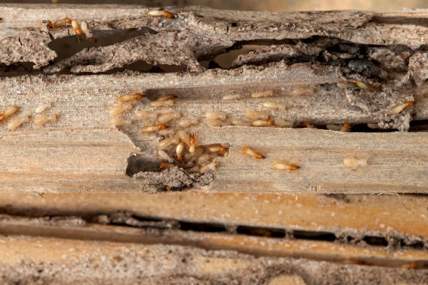 Best Pest Removal Services  in Dyer, IN