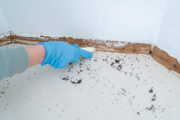 Flea Control Services in Dyer, IN